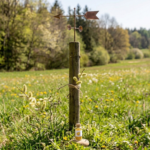 Pollen Forecasting Explained: How Scientists Predict Allergy Seasons