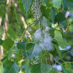 What the fluff? Montreal’s ‘summer snow’ explained, and no, it’s not pollen