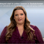 Cold spring brings delayed start to pollen season in Saskatchewan